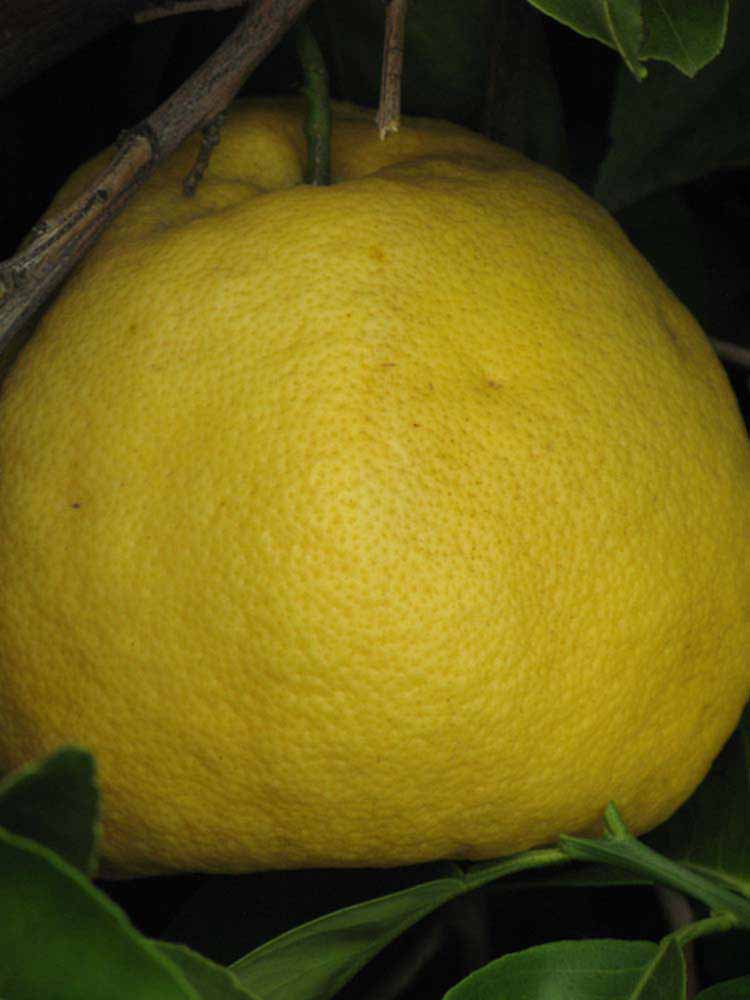            Fruit (Riverside, CA)   